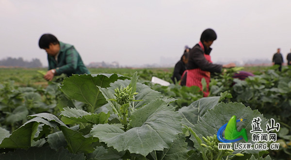 我县“小菜心”种出“大产业” 特色产业助力乡村振兴1.jpg 我县“小菜心”种出“大产业” 特色产业助力乡村振兴1.jpg