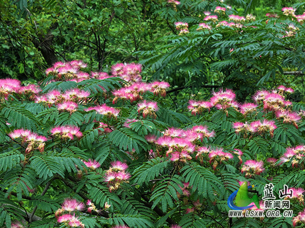 美丽蓝山：野生合欢花绽放 浪漫景致醉人心.jpg