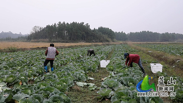 我县一颗包菜闯市场 品质“出圈”远销海外2.jpg