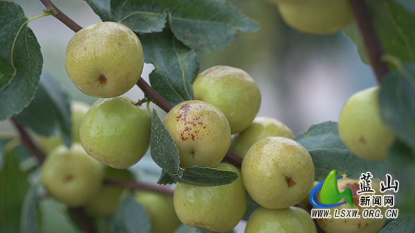 塔峰镇花果园村:冬枣缀满枝 丰收“枣”知道2.jpg 塔峰镇花果园村:冬枣缀满枝 丰收“枣”知道2.jpg