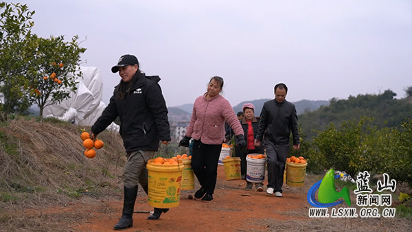 新圩镇神溪村:“春见”甜了乡村 “甜蜜产业”促振兴2.jpg 新圩镇神溪村:“春见”甜了乡村 “甜蜜产业”促振兴2.jpg