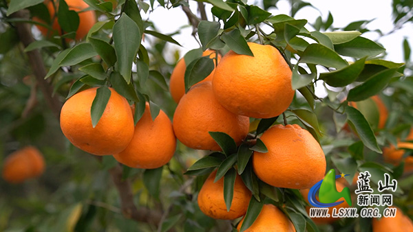 新圩镇神溪村:“春见”甜了乡村 “甜蜜产业”促振兴1.jpg 新圩镇神溪村:“春见”甜了乡村 “甜蜜产业”促振兴1.jpg