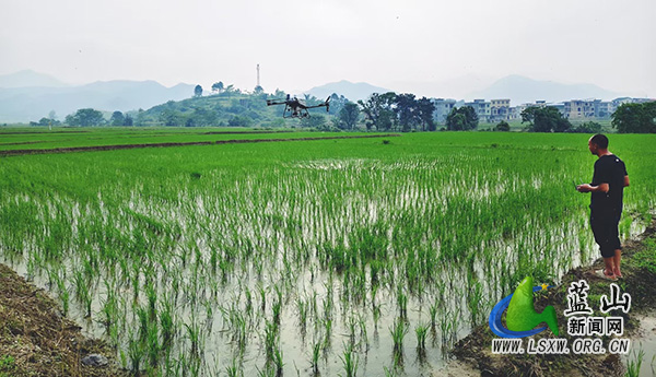 蓝山县:植保无人机“飞防”赋能农业提质增效.jpg 蓝山县:植保无人机“飞防”赋能农业提质增效.jpg