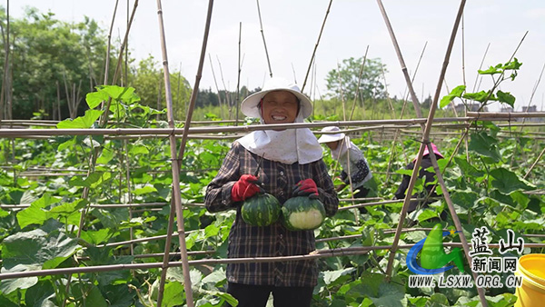 蓝山县新圩镇上清涵村：发展蔬菜产业化模式&ensp;生态农业助力乡村振兴2.jpg