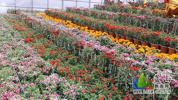 【新春走基层】我县花团锦簇添年味  暖意融融过大年2.jpg