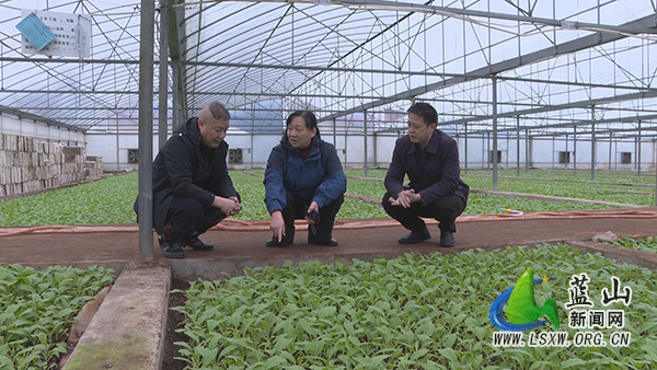 邓群前往土市镇调研“三农”、烟叶生产、人居环境整治等工作.jpg 邓群前往土市镇调研“三农”、烟叶生产、人居环境整治等工作.jpg