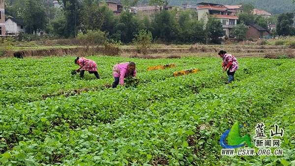 我县良田披新绿 油菜移栽忙 2.jpg