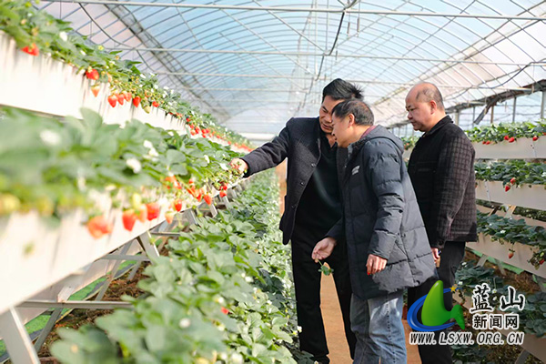 蓝山：巧用育秧大棚空窗期 接茬轮作促增收2.jpg