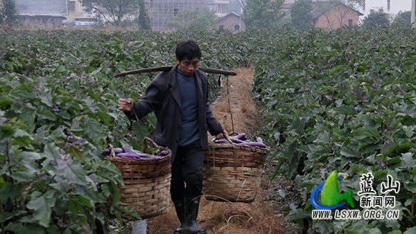 所城镇舜岩村:秋茄喜迎丰收 小茄果撑起乡村振兴“大产业”2.jpg 所城镇舜岩村:秋茄喜迎丰收 小茄果撑起乡村振兴“大产业”2.jpg