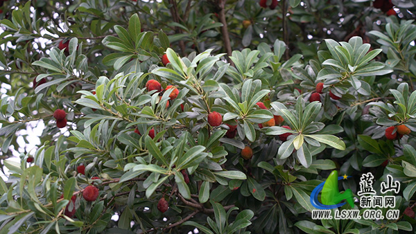 塔峰镇南门社区:“玛瑙”缀满枝 一口知夏甜1.jpg 塔峰镇南门社区:“玛瑙”缀满枝 一口知夏甜1.jpg