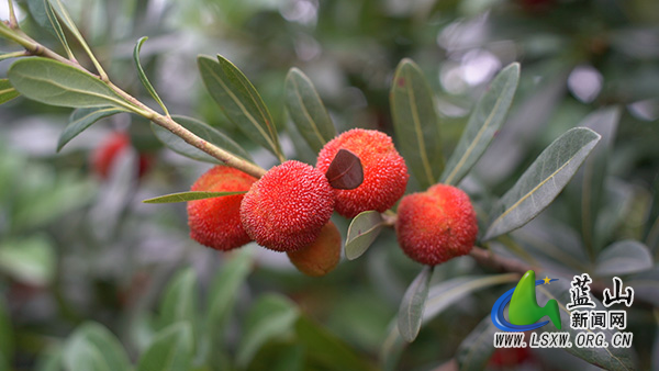 塔峰镇南门社区:“玛瑙”缀满枝 一口知夏甜2.jpg 塔峰镇南门社区:“玛瑙”缀满枝 一口知夏甜2.jpg