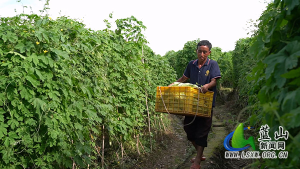 蓝山:苦瓜获丰收 农户心里甜.mp4_20250630_105247.188.jpg 蓝山:苦瓜获丰收 农户心里甜.mp4_20250630_105247.188.jpg