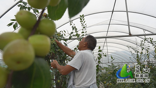塔峰镇花果园村:冬枣缀满枝 丰收“枣”知道1.jpg 塔峰镇花果园村:冬枣缀满枝 丰收“枣”知道1.jpg