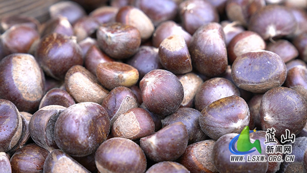 塔峰镇保干村：闲置林地“生金果” 村民丰收有“栗”器2.jpg