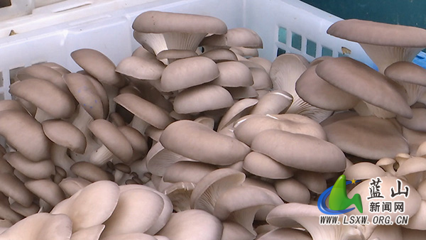 塔峰镇花果园村:平菇种植闯出致富好“钱”景2.jpg 塔峰镇花果园村:平菇种植闯出致富好“钱”景2.jpg