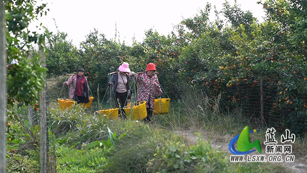塔峰镇半洞村：“金果”铺就致富路 “甜蜜”绘就振兴图2.jpg