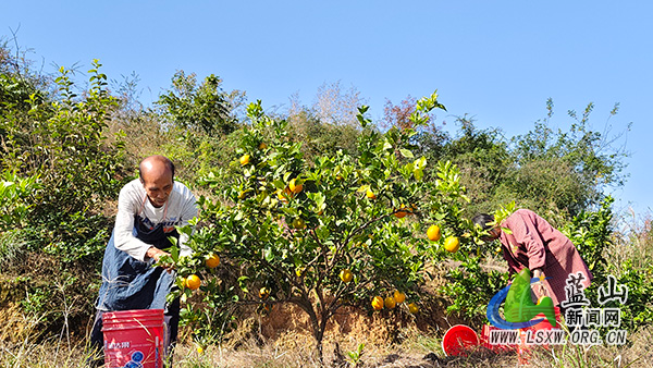 太平圩镇桐木林村：金黄脐橙压满枝 线上线下销售忙1.jpg