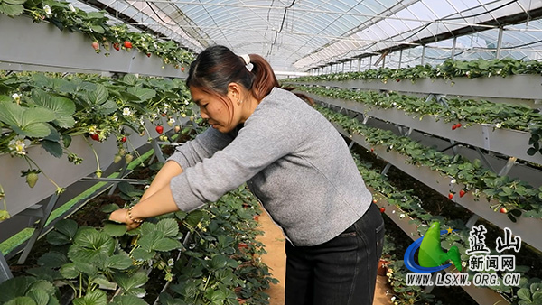 蓝山太平圩镇坪沿村：小草莓串起富民路 大产业引领振兴潮2.jpg