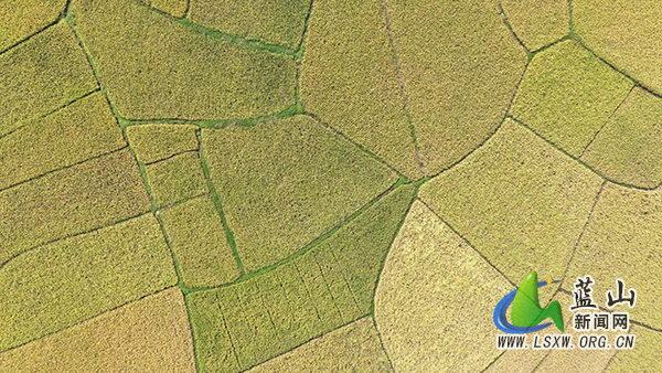 土市镇：稻田披金浪 收粮庆丰年1.jpg