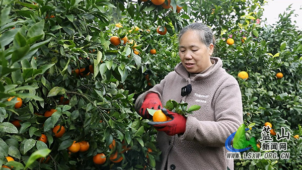 蓝山县土市镇团结村：冬日果飘香沃柑迎丰收2.jpg