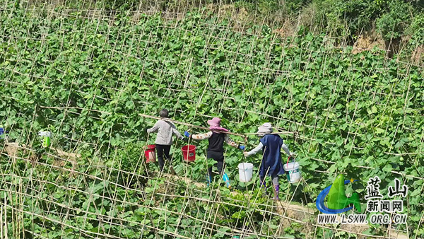 蓝山县新圩镇上清涵村：发展蔬菜产业化模式&ensp;生态农业助力乡村振兴1.jpg