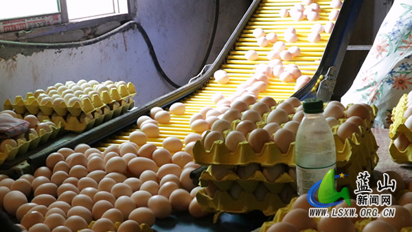 我县智能鸡舍 “下金蛋” 孵暖瑶乡振兴路2.jpg 我县智能鸡舍 “下金蛋” 孵暖瑶乡振兴路2.jpg