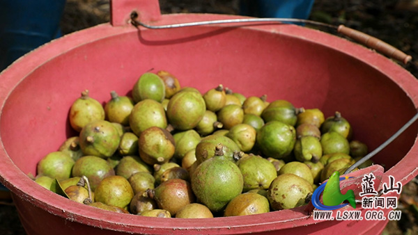 新圩镇上清涵村：霜染油茶枝 果满致富筐1.jpg