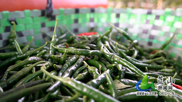 新圩镇甘竹山村：大棚辣椒喜获丰收 产销两旺富农家2.jpg