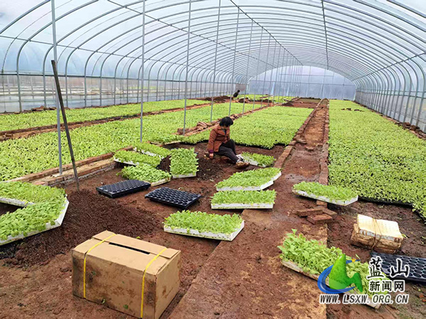 新圩镇烤烟育苗生产进行时.jpg 新圩镇烤烟育苗生产进行时.jpg